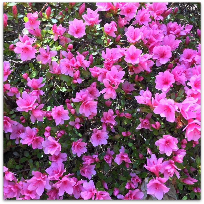Bright pink flowers Blog